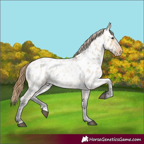 Horse Color:Buckskin Roan Dun Appaloosa 
