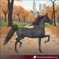 Horse Color:Black Appaloosa Rabicano