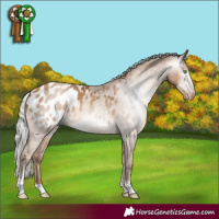 Horse Color:Gray Silver Amber Champagne Sabino Blanket Rabicano 
