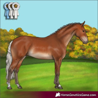 Horse Color:Silver Bay Rabicano