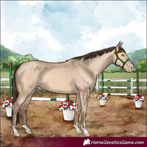 Horse Color:Amber Champagne Dun 