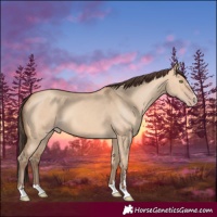 Horse Color:Amber Champagne Dun
