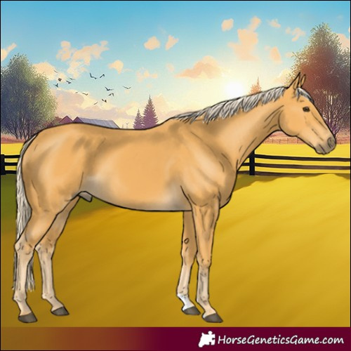 Horse Color:Palomino 