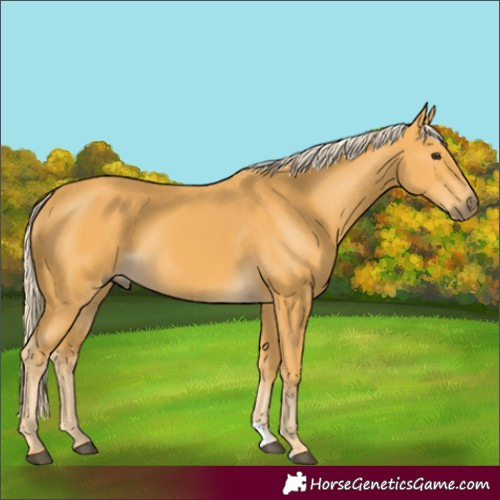 Horse Color:Palomino