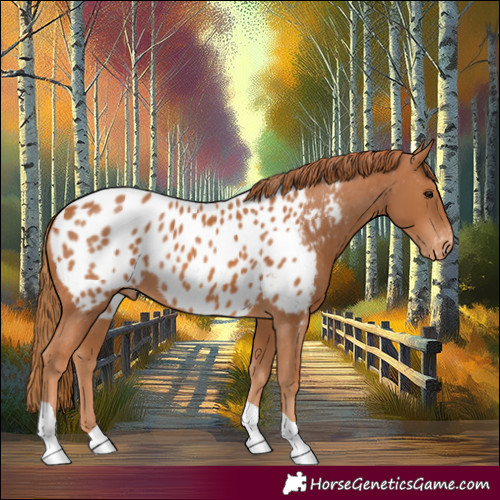 Horse Color:Chestnut Tobiano Near Leopard 