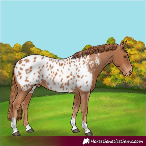Horse Color:Chestnut Tobiano Appaloosa 