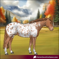 Horse Color:Chestnut Tobiano Appaloosa 