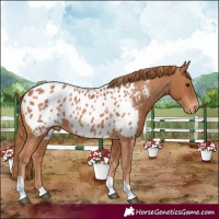 Horse Color:Chestnut Tobiano Appaloosa