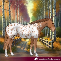 Horse Color:Chestnut Tobiano Near Leopard 