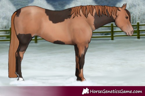 Horse Color:Liver Chestnut  and Gold Champagne 