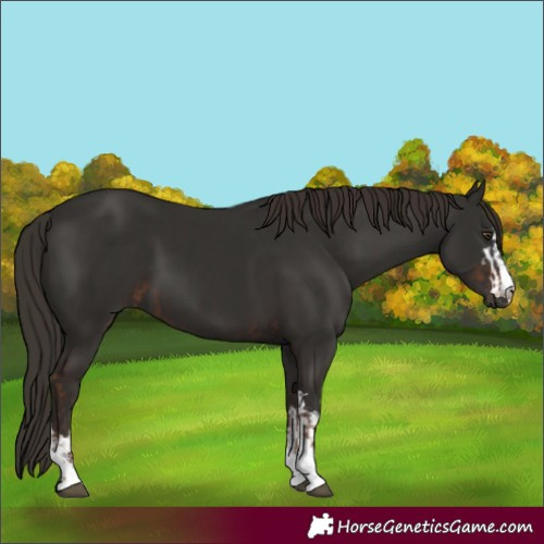 Horse Color:Liver Chestnut  and Liver Chestnut 