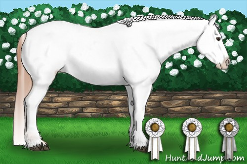 Horse Color:Chestnut Blanket