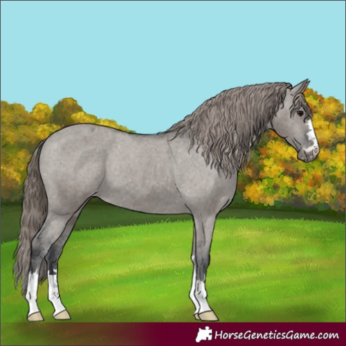 Horse Color:Grullo Appaloosa