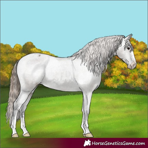 Horse Color:Grullo Appaloosa 