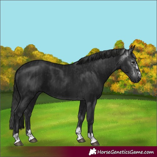 Horse Color:Black  and Gray Black 