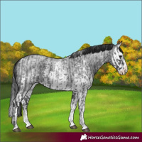 Horse Color:Blue Roan Sabino Splash  and Blue Roan Sabino Splash 