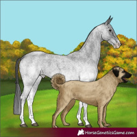 Horse Color:White Spotted Blue Roan