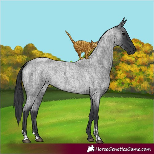Horse Color:Blue Roan  and Blue Roan 