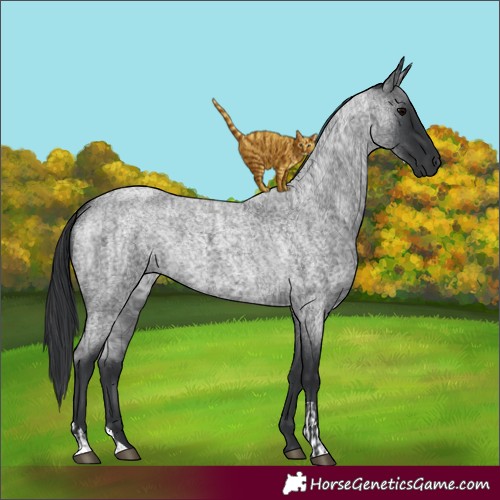 Horse Color:Blue Roan  and Blue Roan 