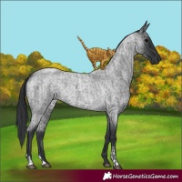 Horse Color:Blue Roan  and Blue Roan 