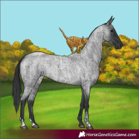 Horse Color:Blue Roan and Blue Roan