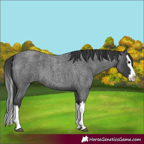 Horse Color:Blue Roan Splash 