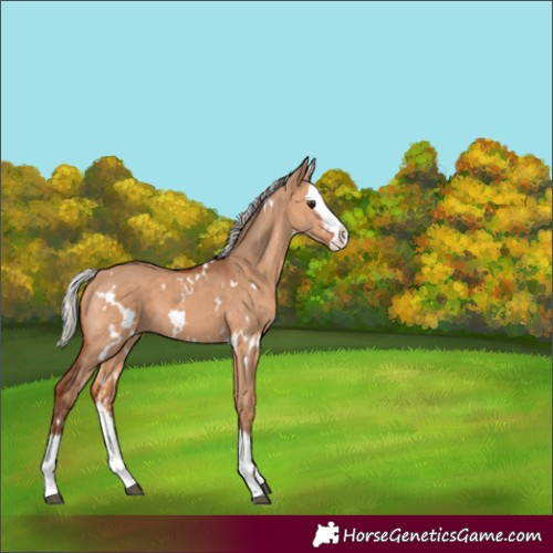 Horse Color:White Spotted Silver Bay Dun Sabino Splash 