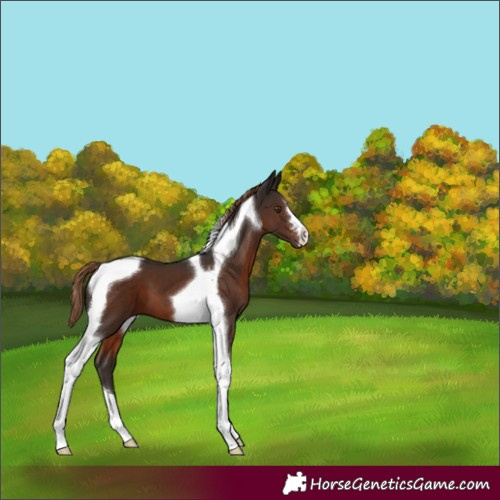 Horse Color:Liver Chestnut Tobiano 