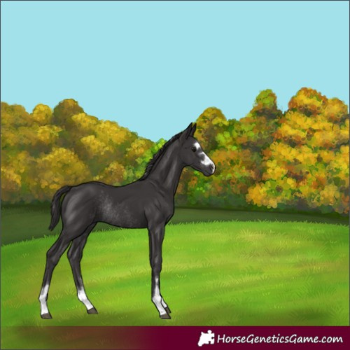 Horse Color:Smoky Black Rabicano