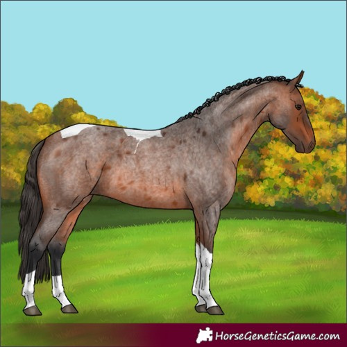 Horse Color:Bay Roan Tobiano