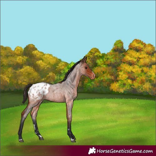 Horse Color:Bay Roan Varnish