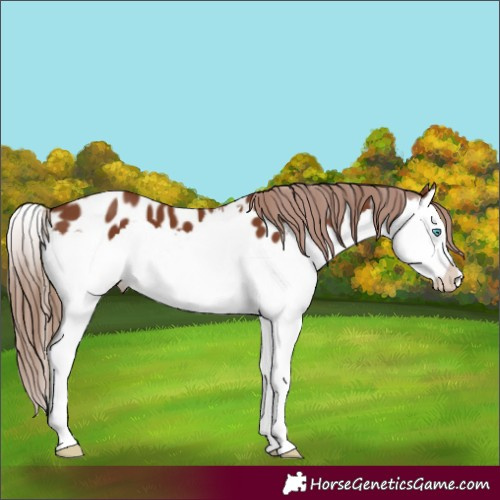 Horse Color:Chestnut Splash Appaloosa 
