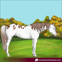 Horse Color:Chestnut Splash Appaloosa