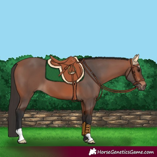 Horse Color:Bay 