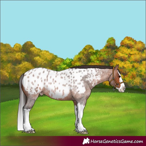 Horse Color:Bay Roan Splash Appaloosa 