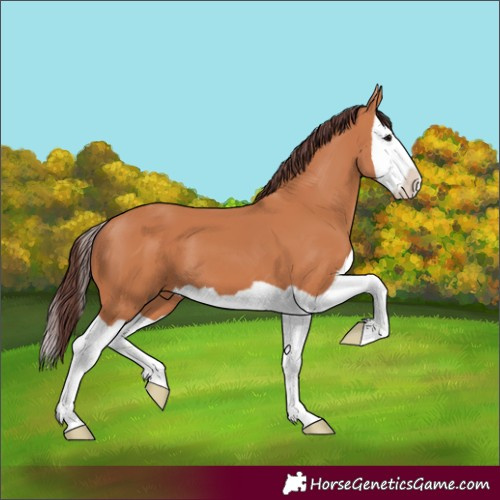 Horse Color:Chocolate Bay Splash 