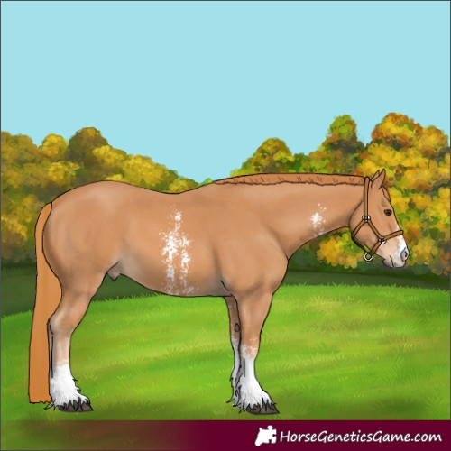 Horse Color:Chestnut Sabino