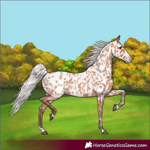 Horse Color:Silver Bay Roan Splash Appaloosa 