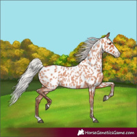 Horse Color:Silver Bay Roan Splash Appaloosa