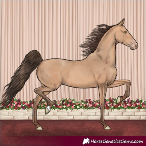 Horse Color:Amber Champagne 