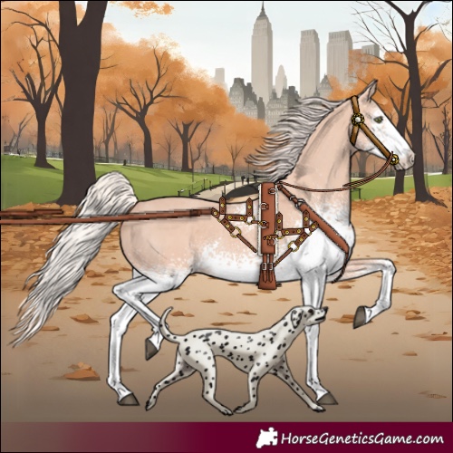 Horse Color:White Spotted Silver Grullo 