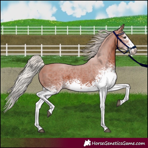 Horse Color:White Spotted Silver Brown 