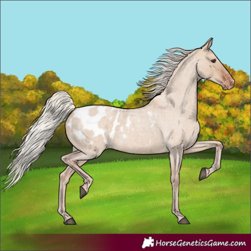 Horse Color:Silver Brown Roan Dun Blanket Rabicano 