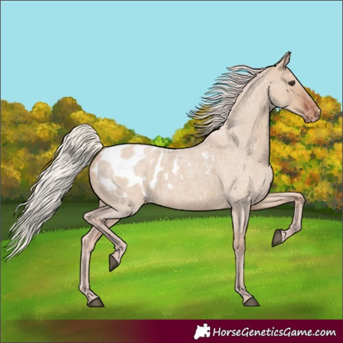 Horse Color:Silver Brown Roan Dun Appaloosa Rabicano 