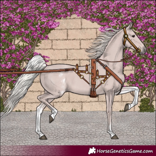 Horse Color:White Spotted Silver Black 