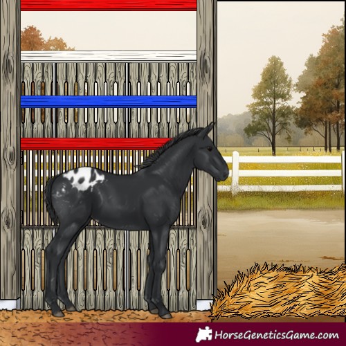 Horse Color:Black Appaloosa Rabicano 