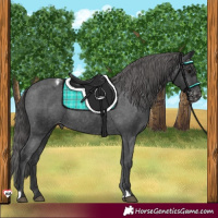 Horse Color:Black Appaloosa Rabicano