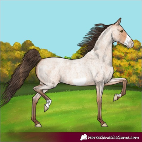 Horse Color:Amber Champagne Roan Frame 