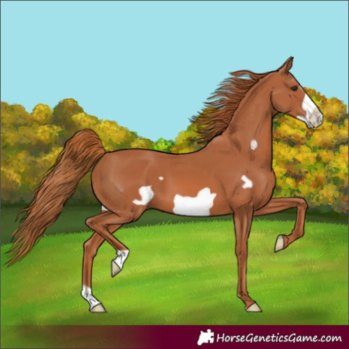 Horse Color:Chestnut Frame 