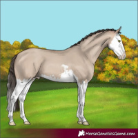 Horse Color:Sable Champagne Dun Splash